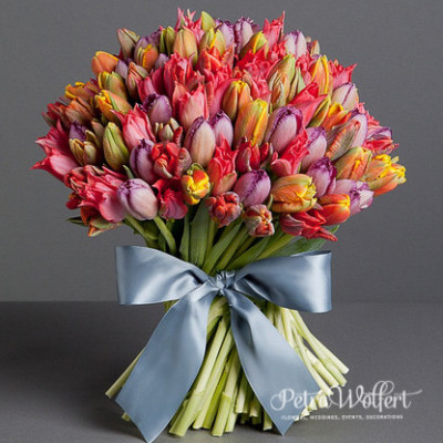Tulip Wild, kytica tulipánov